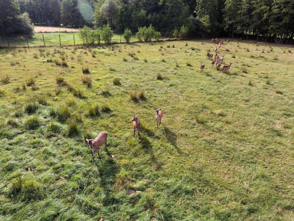 Gite Du Cerf Birkenwald Ngoại thất bức ảnh
